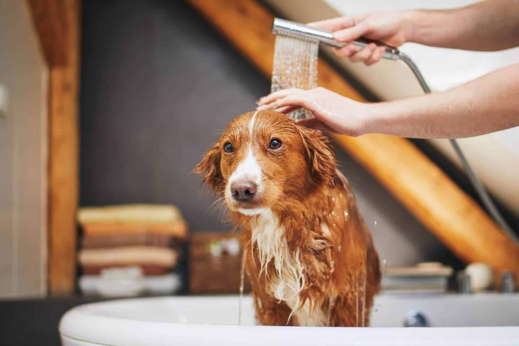 Spa para perros