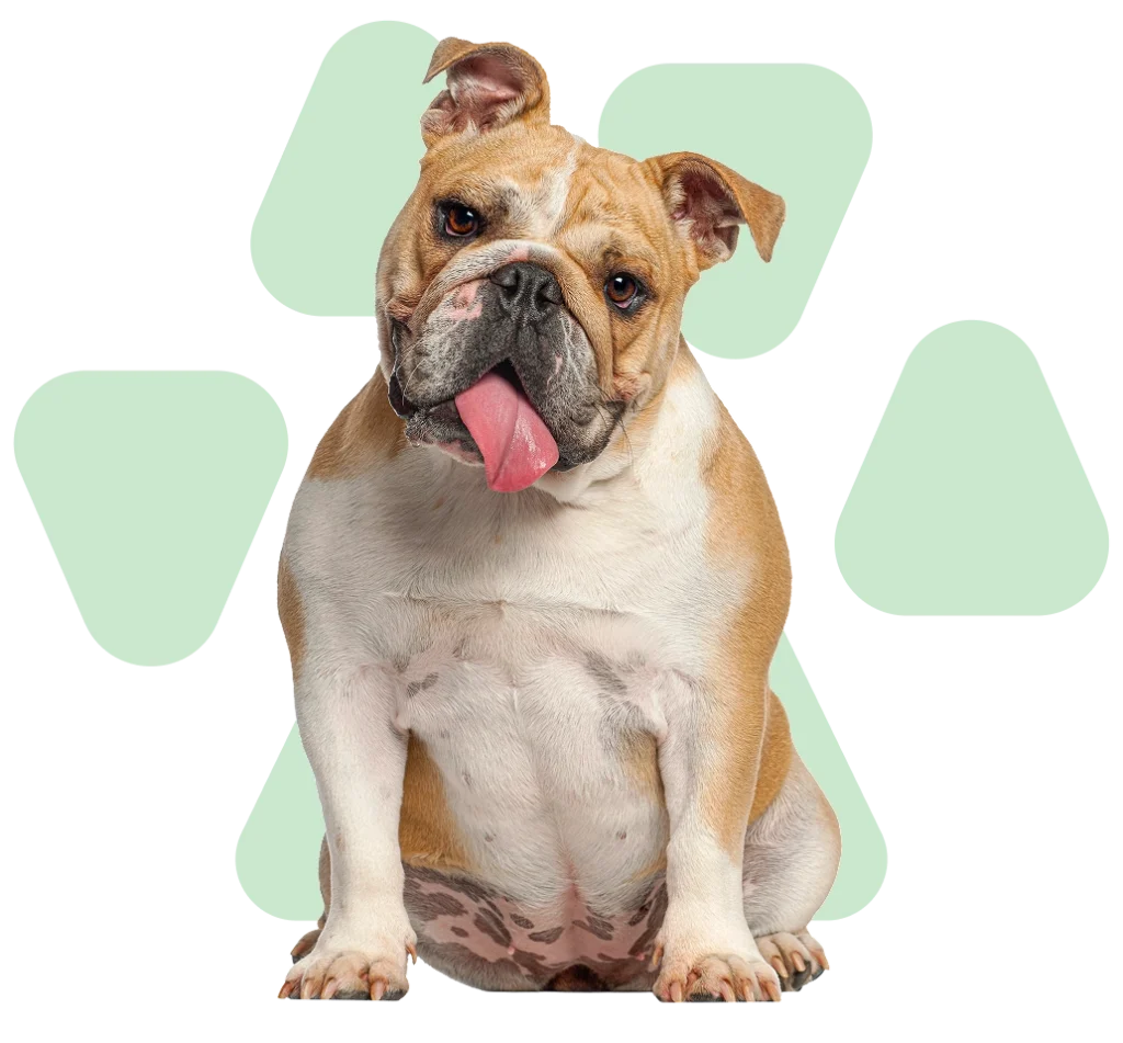Pug con lengua afuera