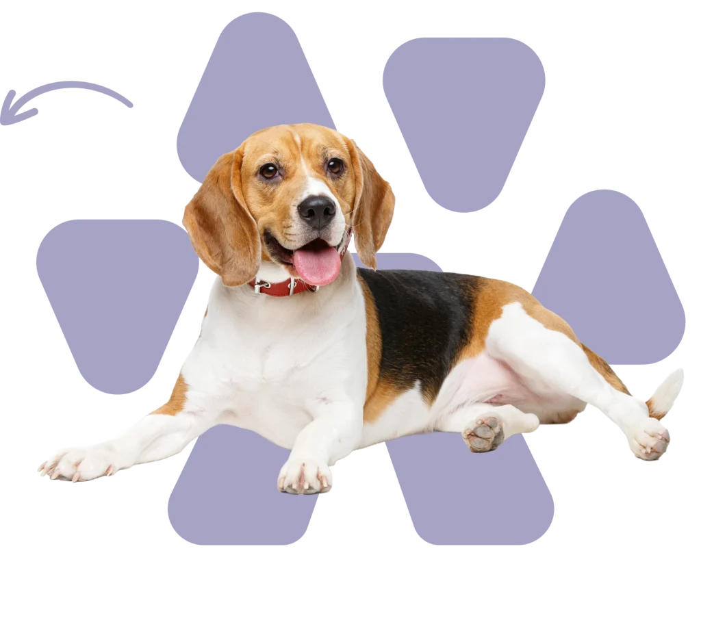 Beagle acostado