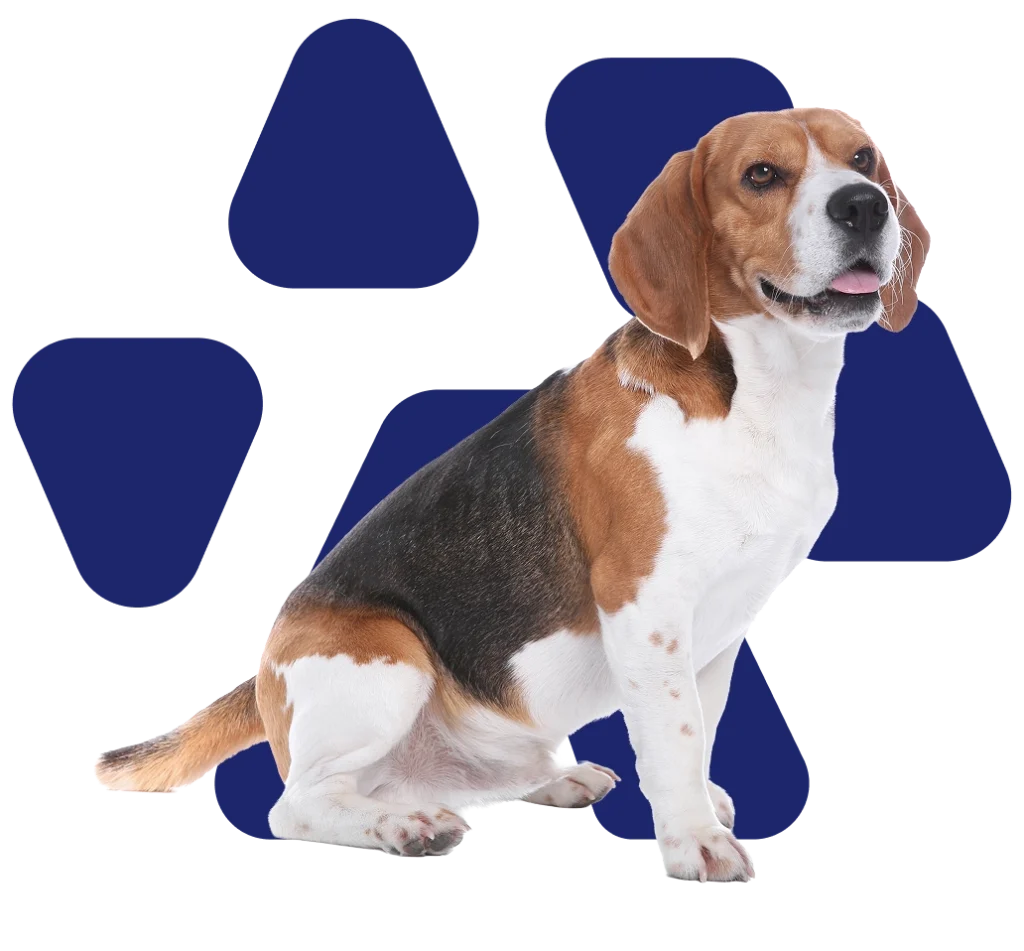 Beagle sentado