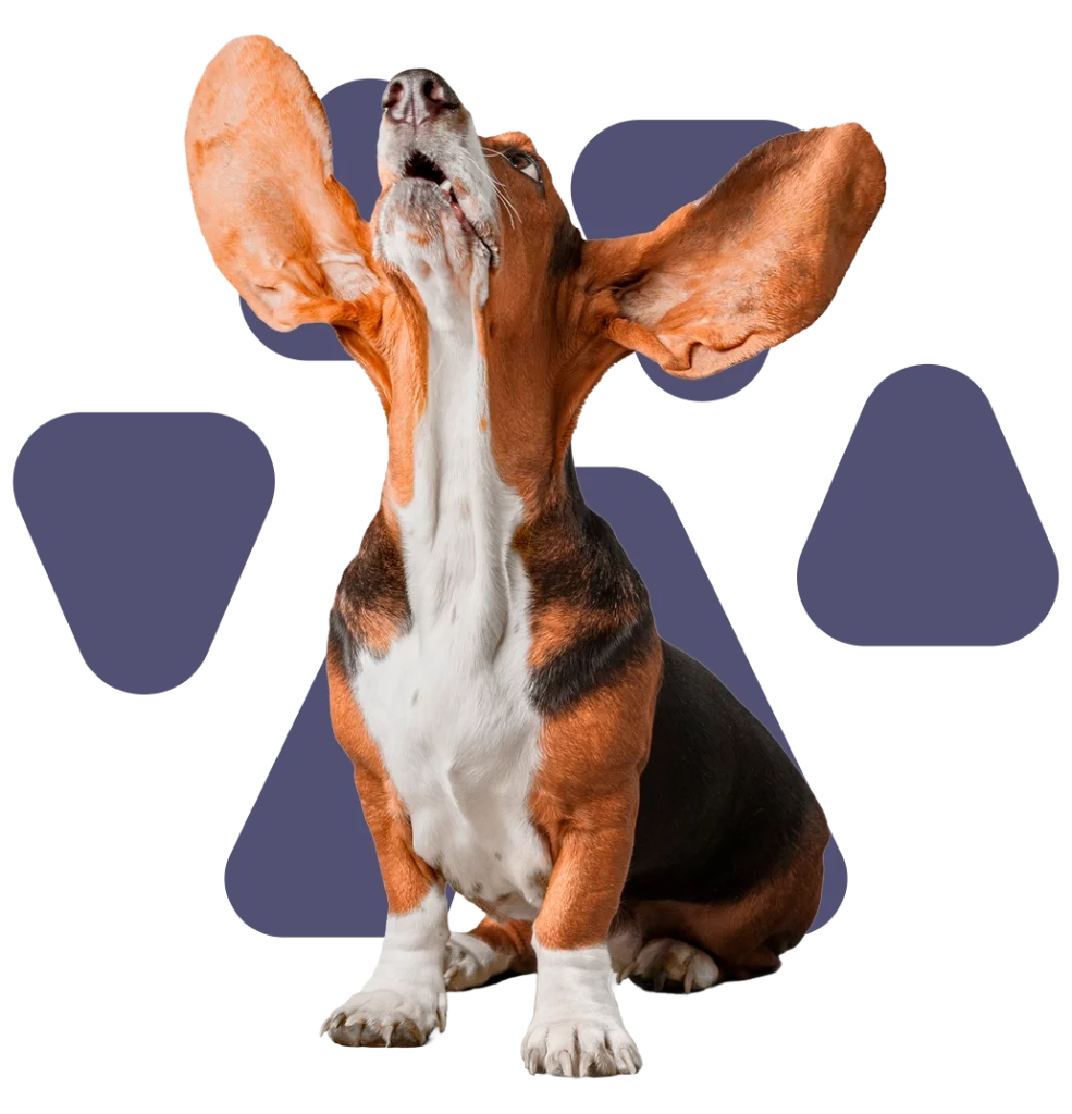 Beagle aullando