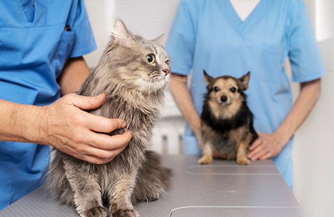 Perro y gato en consulta veterinaria