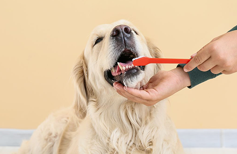 Lavando dientes de labrador
