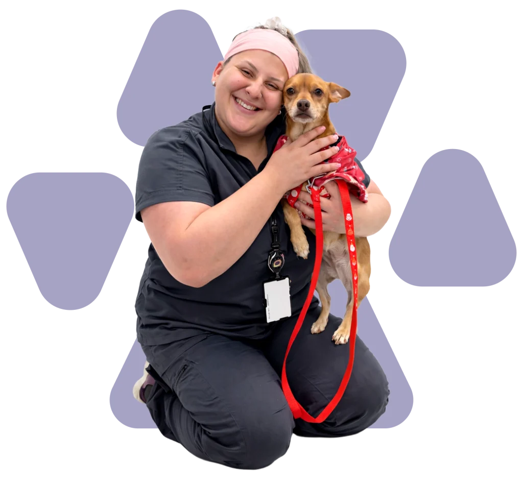Veterinaria con chihuahua