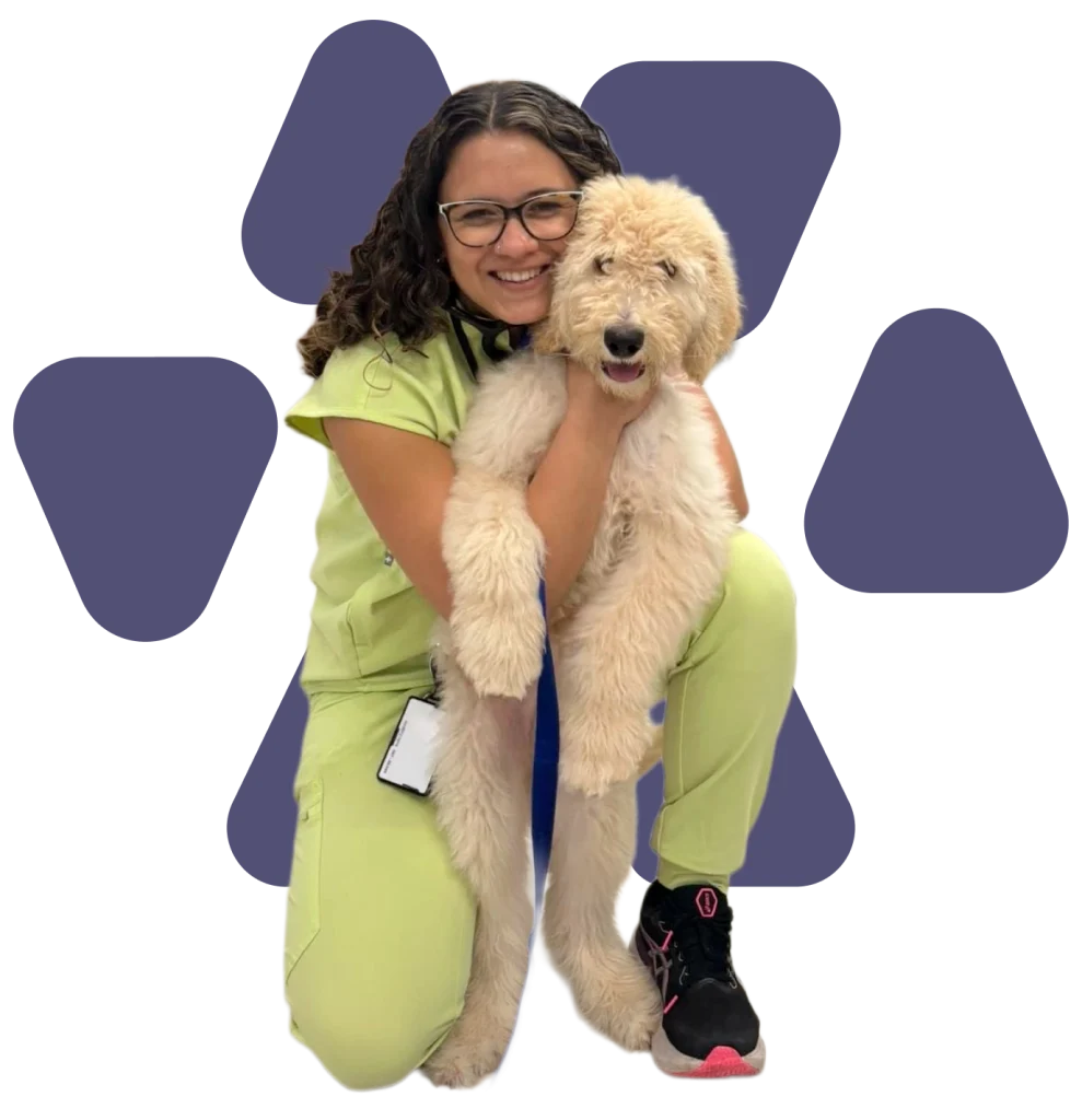 Veterinaria con labradoodle