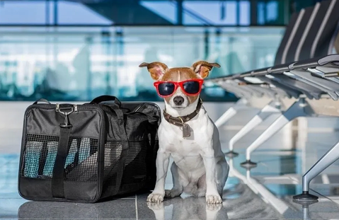 Jack Russell en aeropuerto
