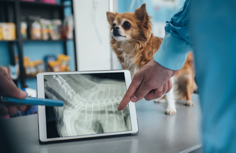 Radiografía canina