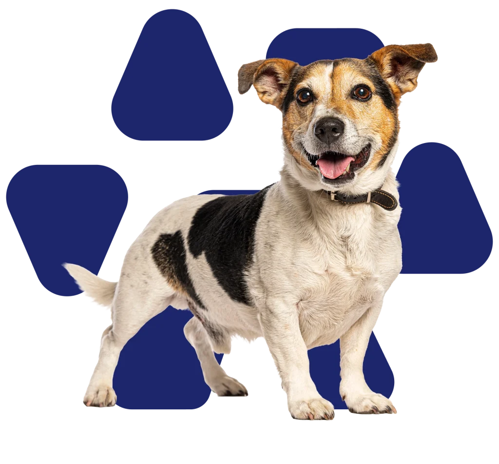 Foto de un jack russell